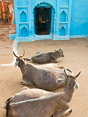 Drei heilige Kühe vor einem blauen hinduistischen Tempel