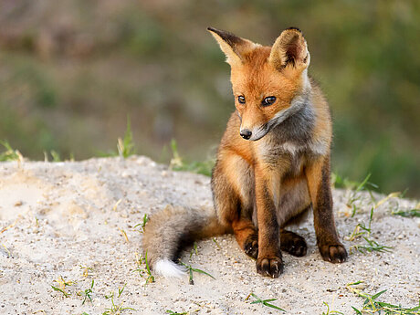 Rotfuchs auf Felsen