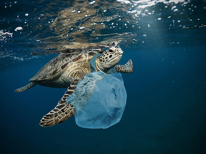 Tiere verheddern sich im Plastik