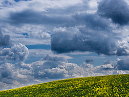 ein blühendes Rapsfeld mit Wolkenhimmel
